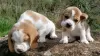 Additional photos: beagle puppies