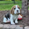 Photo №2 to announcement № 127388 for the sale of beagle - buy in Germany private announcement