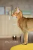 Additional photos: Abyssinian kitten-girl from the cattery with documents