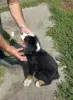 Additional photos: Bernese Mountain Dog