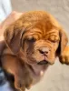 Additional photos: Dog de Bordeaux puppies