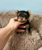 Photo №2 to announcement № 129007 for the sale of yorkshire terrier - buy in Spain breeder