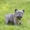 Photo №2 to announcement № 64581 for the sale of french bulldog - buy in Germany private announcement