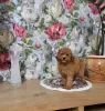 Photo №2 to announcement № 18790 for the sale of poodle (dwarf) - buy in Lithuania 