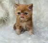 Photo №1. persian cat - for sale in the city of Englewood | 280$ | Announcement № 122955