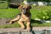 Photo №2 to announcement № 105176 for the sale of non-pedigree dogs - buy in Belarus private announcement