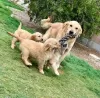 Photo №2 to announcement № 48912 for the sale of golden retriever - buy in Germany private announcement