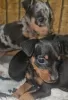 Photo №4. I will sell dachshund in the city of Portland. breeder - price - 300$