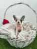 Additional photos: French bulldog puppies