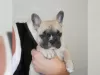 Photo №1. french bulldog - for sale in the city of Интерлакен | Is free | Announcement № 129265