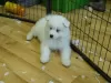 Photo №1. samoyed dog - for sale in the city of Гелница | 312$ | Announcement № 29028