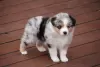 Photo №2 to announcement № 52295 for the sale of australian shepherd - buy in Germany breeder