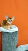 Photo №1. abyssinian cat - for sale in the city of Stavropol | 521$ | Announcement № 41873