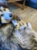 Additional photos: Alaskan Malamute Puppies