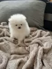 Photo №2 to announcement № 128323 for the sale of pomeranian - buy in Germany private announcement