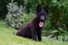 Photo №4. I will sell german shepherd in the city of Frampol. breeder - price - 468$