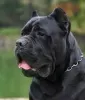 Additional photos: Cane Corso great bloodline champion puppies pedigree FCI