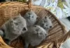 Photo №1. scottish fold - for sale in the city of Forssa | Is free | Announcement № 128439