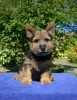 Photo №2 to announcement № 13186 for the sale of norwich terrier - buy in Russian Federation private announcement