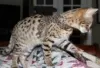 Photo №2 to announcement № 128588 for the sale of savannah cat - buy in France breeder