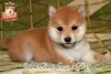 Photo №1. shiba inu - for sale in the city of Khmelnitsky | negotiated | Announcement № 73351