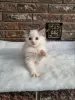 Photo №4. I will sell ragdoll in the city of Сквира. from nursery - price - negotiated