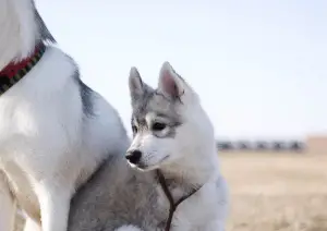 Additional photos: Purebred Siberian Husky puppies