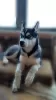 Photo №1. siberian husky - for sale in the city of Kherson | 244$ | Announcement № 8521