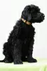 Additional photos: BLACK RUSSIAN TERRIER - UNIQUE FCI PUPPIES