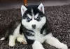 Additional photos: Siberian Husky Puppies ready