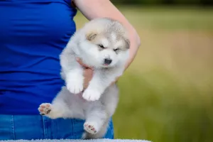 Photo №3. Malamute puppies. Russian Federation