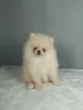 Photo №2 to announcement № 95736 for the sale of pomeranian - buy in Russian Federation breeder