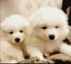 Additional photos: Samoyed puppies