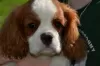 Photo №4. I will sell cavalier king charles spaniel in the city of Chocianów. breeder - price - 3000$