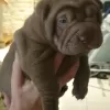 Photo №1. shar pei - for sale in the city of Мигдаль-ха-Эмек | 3000$ | Announcement № 57263