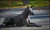 Additional photos: XOLOITZCUINTLE STANDARD puppies