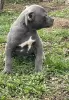 Photo №2 to announcement № 18283 for the sale of american pit bull terrier - buy in Russian Federation from nursery