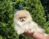 Photo №1. pomeranian - for sale in the city of Borisov | negotiated | Announcement № 16867