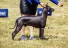 Additional photos: Xoloitzcuintle (Mexican hairless dog) puppies