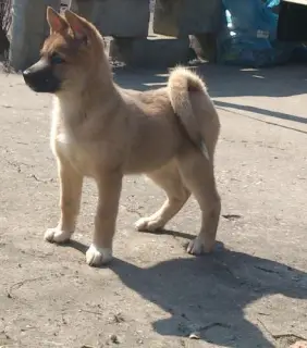 Photo №1. american akita, east-european shepherd - for sale in the city of Lipetsk | 47$ | Announcement № 4150