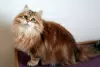 Photo №2 to announcement № 125937 for the sale of siberian cat - buy in United Kingdom 