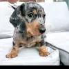 Photo №1. dachshund - for sale in the city of Бернау | 141$ | Announcement № 129355