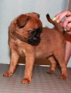 Additional photos: Griffon and Petit-Brabancon puppies of red color are waiting for the best