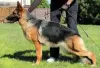 Additional photos: Beautiful GSD puppies from Europe for sale