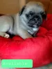 Photo №1. pug - for sale in the city of Viernheim | 329$ | Announcement № 130521