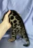 Additional photos: Bengal breeding kitten (male) show class