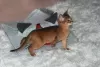 Photo №2 to announcement № 39549 for the sale of abyssinian cat - buy in Belarus private announcement, from nursery