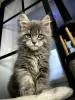 Photo №4. I will sell maine coon in the city of Würzburg. private announcement - price - 400$