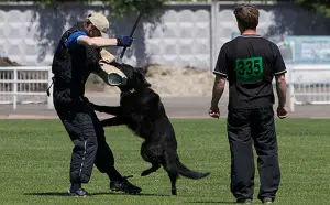 Additional photos: black dark-eyed German shepherd from 10.08 with metric KSU / FCI