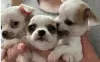 Photo №2 to announcement № 53853 for the sale of chihuahua - buy in Israel private announcement